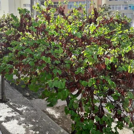 Casinha Da Ria Apartment